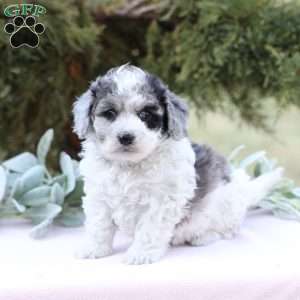 Jessa, Bich-Poo Puppy